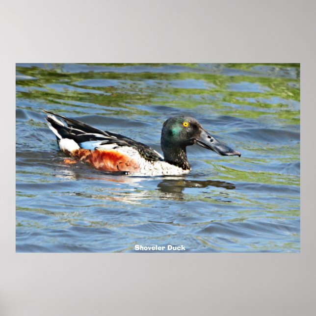 Shoveler Duck Poster (Vorne)