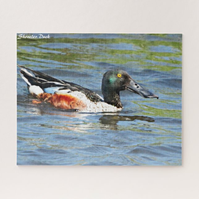 Shoveler Duck Puzzle (Horizontal)