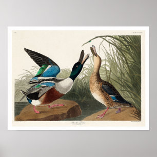 Shoveller Duck von Audubon Poster