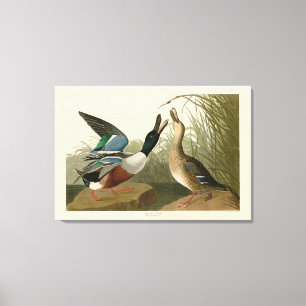 Shoveller Duck - von Audubon's Birds of America Leinwanddruck