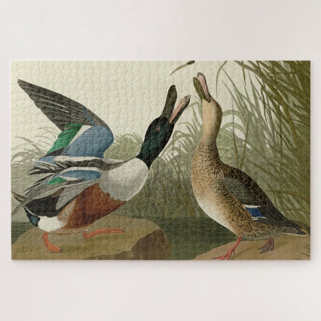 Shoveller Duck - von Audubon's Birds of America Puzzle (Horizontal)
