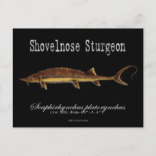Shovelnose Sturgeon-Black-Postcard Postkarte