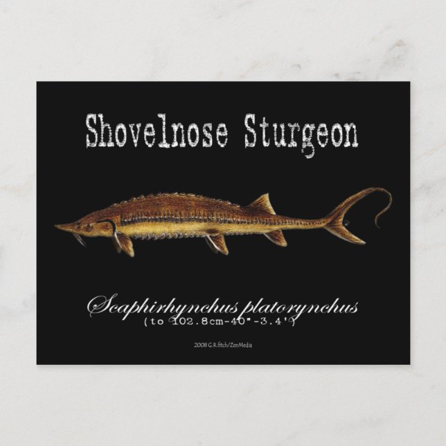 Shovelnose Sturgeon-Black-Postcard Postkarte (Vorderseite)