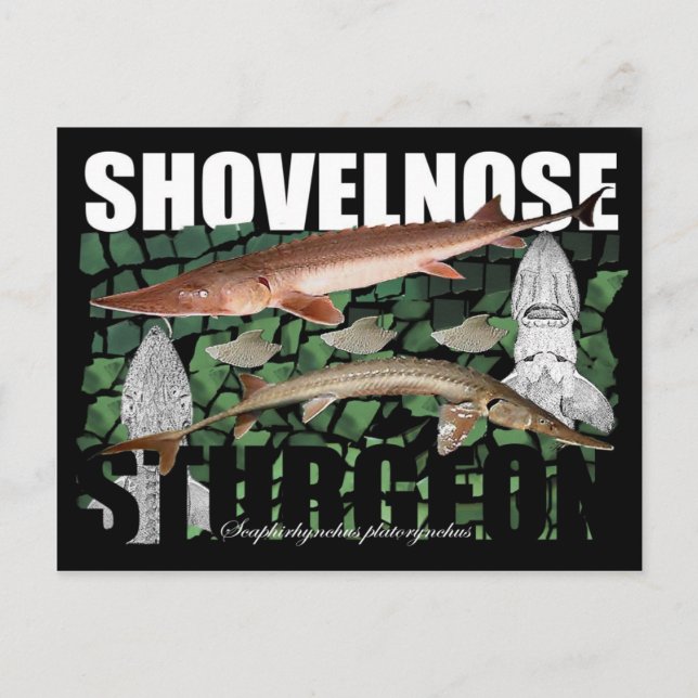 Shovelnose Sturgeon-Collage-Postcard Postkarte (Vorderseite)