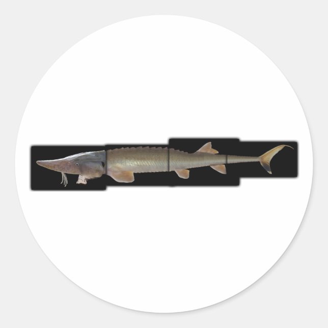 Shovelnose Sturgeon - Scaphirhynchus platorynchus Runder Aufkleber (Vorderseite)