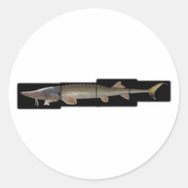 Shovelnose Sturgeon - Scaphirhynchus platorynchus Runder Aufkleber