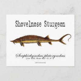 Shovelnose Sturgeon-White-Postcard Postkarte