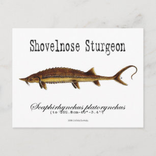 Shovelnose Sturgeon-White-Postcard Postkarte