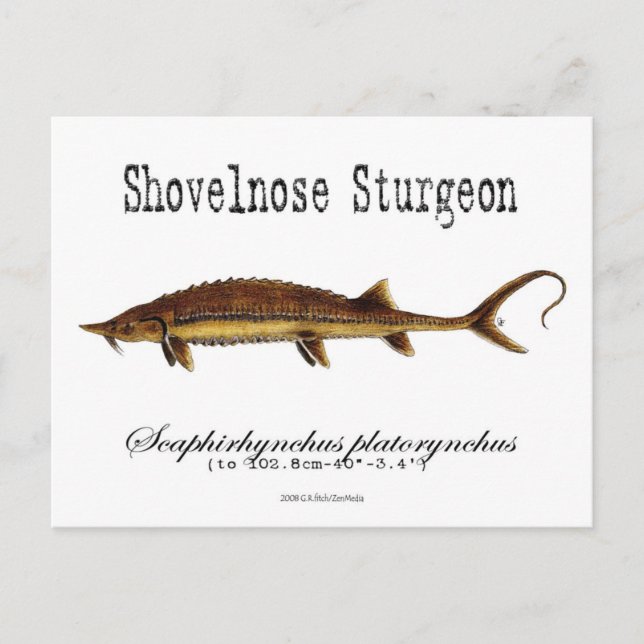 Shovelnose Sturgeon-White-Postcard Postkarte (Vorderseite)