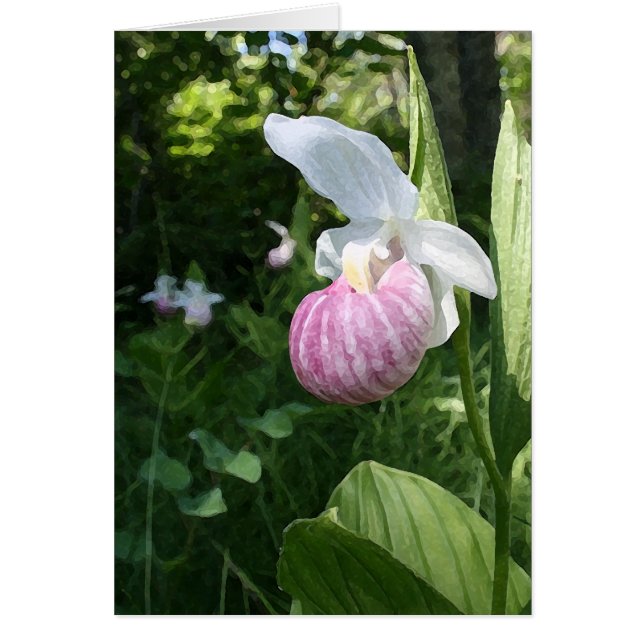 Showy Lady's Slipper (Vorne)