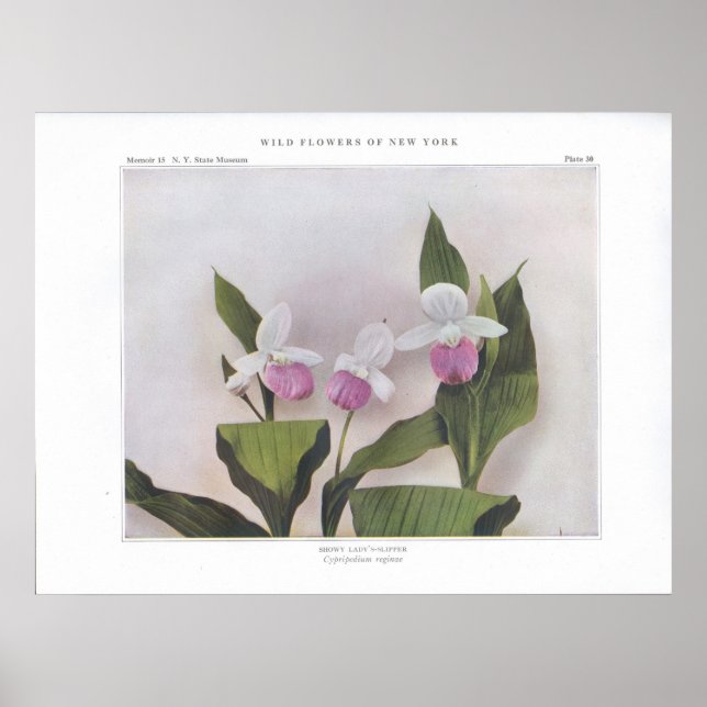 Showy Lady's Slipper - Cypripedium reginae Poster (Vorne)