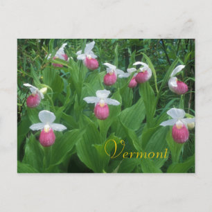 Showy Lady's Slippers Postkarte