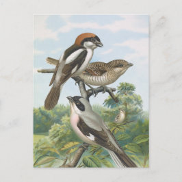 Shrikes Vintag Bird Illustration Postkarte