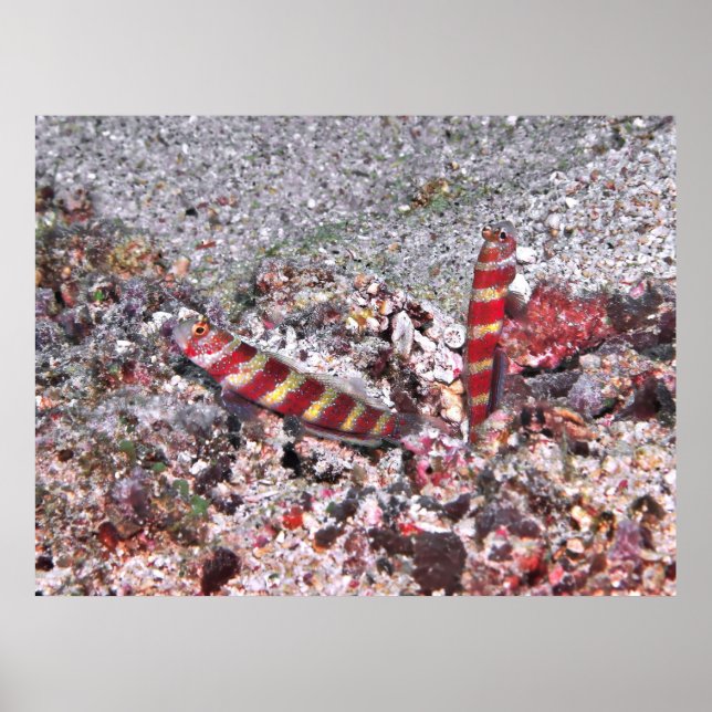 Shrimp Goby Duo Poster (Vorne)