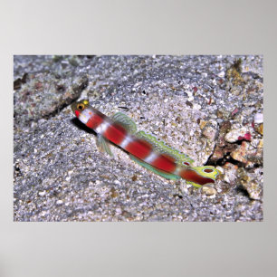 Shrimp Goby-Maldives Poster