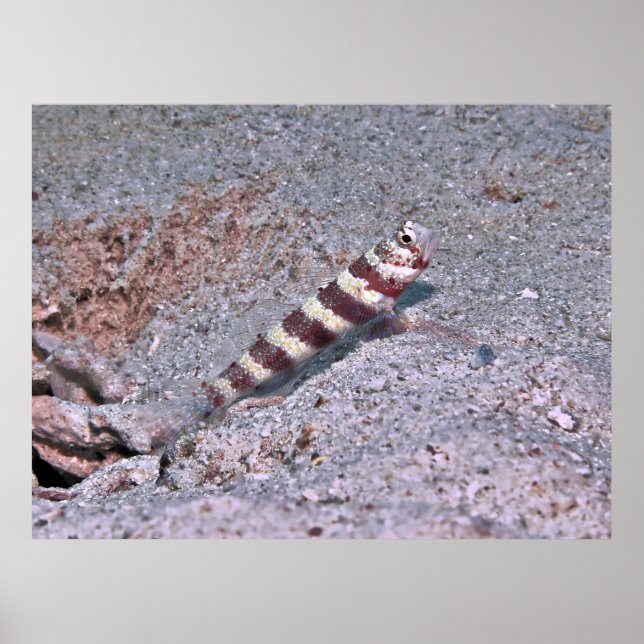 Shrimp Goby on Watch Poster (Vorne)