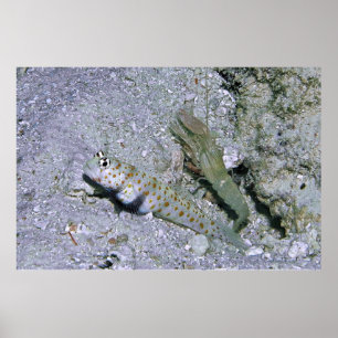 Shrimp Goby und Partner Poster