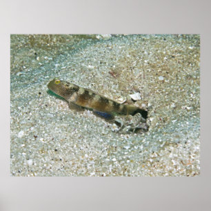 Shrimp Goby und Shrimp Poster