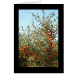 Shrub mit Orange Berries