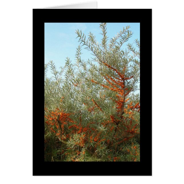 Shrub mit Orange Berries (Vorne)