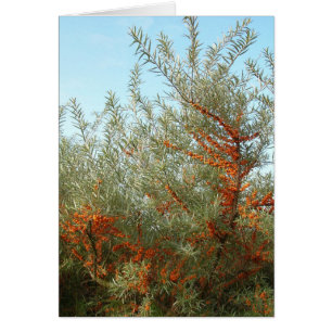 Shrub mit Orange Berries