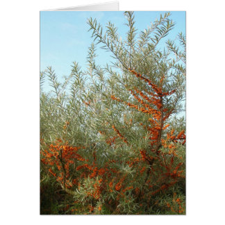 Shrub mit Orange Berries