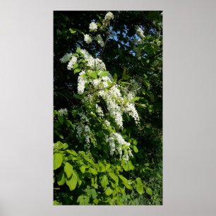 Shrub mit weißen Blume Poster
