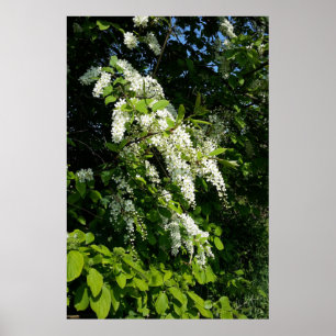 Shrub mit weißen Blume Poster