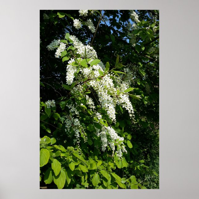 Shrub mit weißen Blume Poster (Vorne)