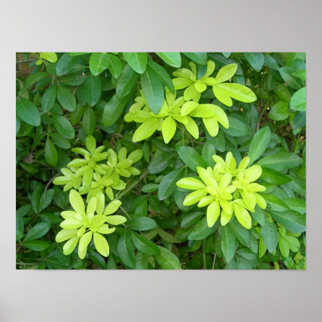 Shrubbery Poster (Vorne)