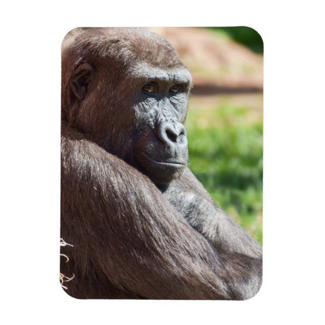 Shufai der Gorilla Basking in der Sonne Magnet (Vertikal)