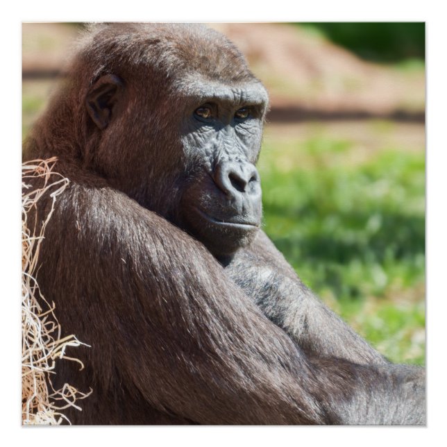 Shufai der Gorilla Basking in der Sonne Poster (Vorderseite)