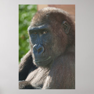 Shufai von Twycross Zoo Poster