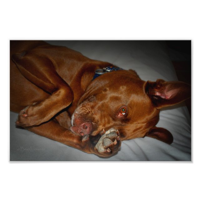 Shy Chocolate Labrador Pit Mix Dog Fotodruck (Vorne)