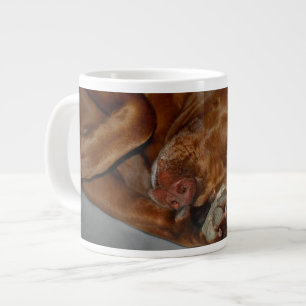 Shy Chocolate Labrador Pit Mix Dog Jumbo-Tasse