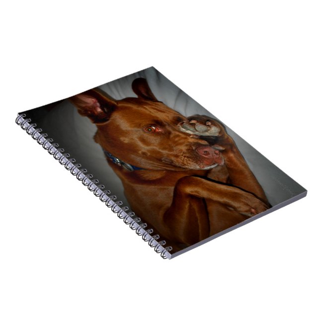 Shy Chocolate Labrador Pit Mix Dog Notizblock (Rechte Seite)