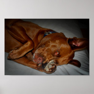 Shy Chocolate Labrador Pit Mix Dog Poster
