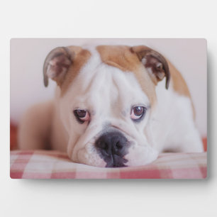 Shy English Bulldog Puppy Fotoplatte