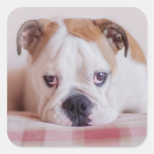 Shy English Bulldog Puppy Quadratischer Aufkleber