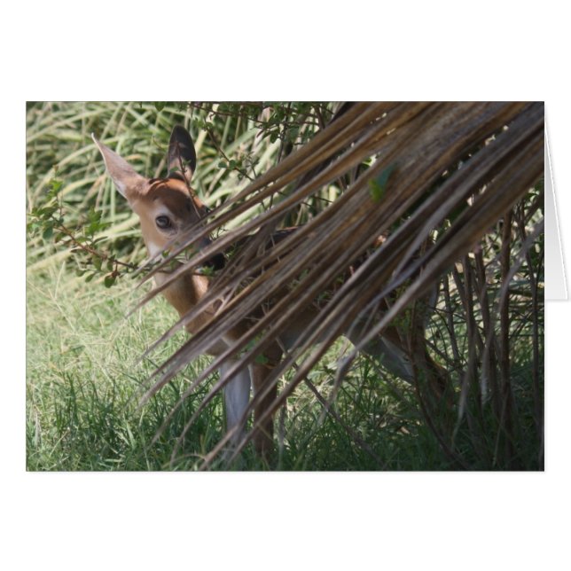 Shy Fawn (Vorderseite (Horizontal))