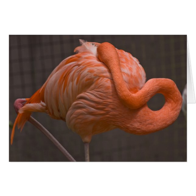 Shy Flamingo (Vorderseite (Horizontal))
