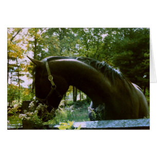 Shy Horse Fotografy Art