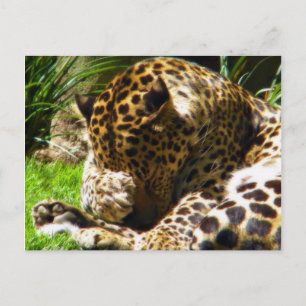 Shy Leopard Postkarte