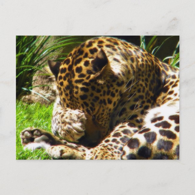 Shy Leopard Postkarte (Vorderseite)