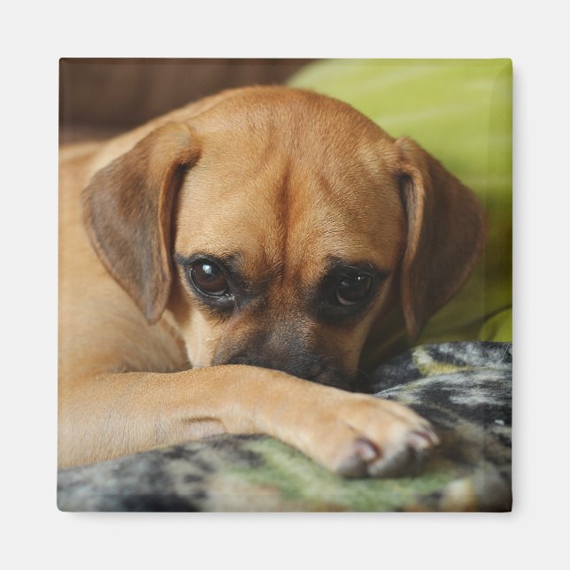 Shy Pugggle Magnet (Vorne)
