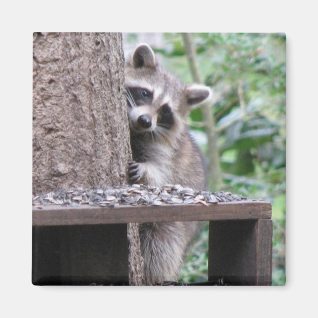 Shy Raccoon Magnet (Vorne)