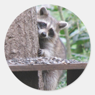 Shy Raccoon Sticker