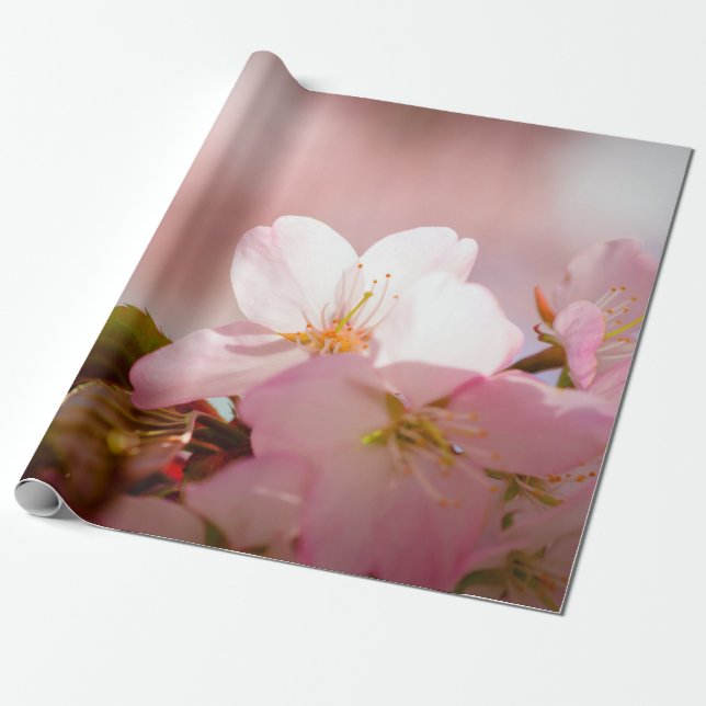 Shy Sakura Blume Shelter selbst hinter Blüten Geschenkpapier (Ungerollt)