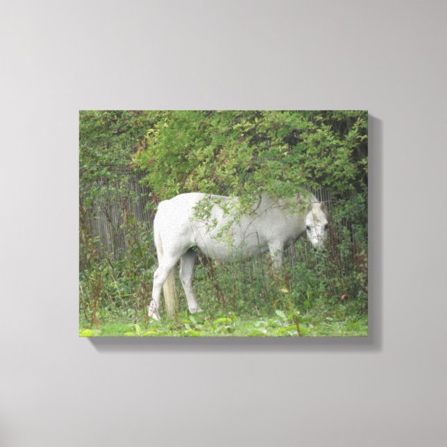 Shy White Horse Canvas Print Leinwanddruck (Vorderseite)