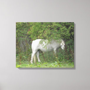 Shy White Horse Canvas Print Leinwanddruck